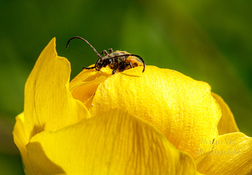  Putukas kullerkupu õiel