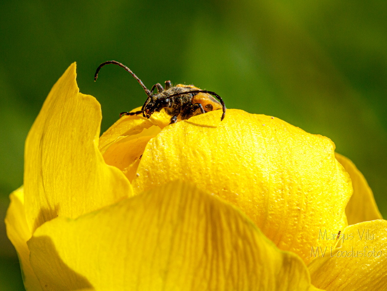  Putukas kullerkupu õiel