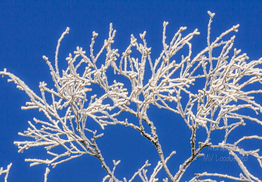 Härmatis okstel sinisel taustal