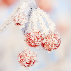 Härmas punased marjad