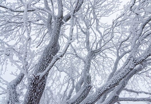 Härmatisega kaetud puu