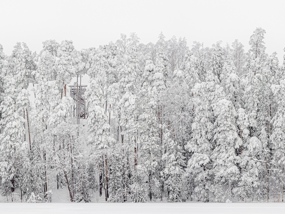 Lumme mattunud metsa panoraam