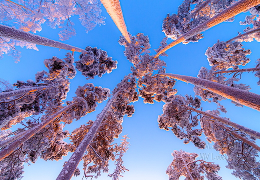 Taevani ulatuvad lumised männid