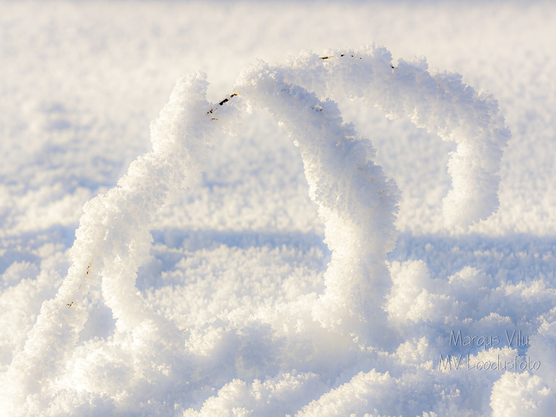 Härmast lookas kõrs