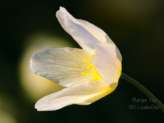 Võsaülane (Anemone nemorosa)