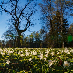 Võsaülane (Anemone nemorosa)
