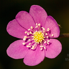 Roosa harilik sinilill (Hepatica nobilis)