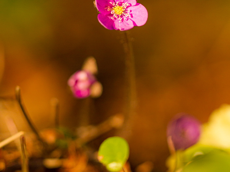 Roosa harilik sinilill (Hepatica nobilis)