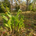 Kaunis kuldking (Cypripedium calceolus)