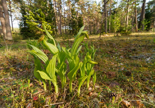 Kaunis kuldking (Cypripedium calceolus)