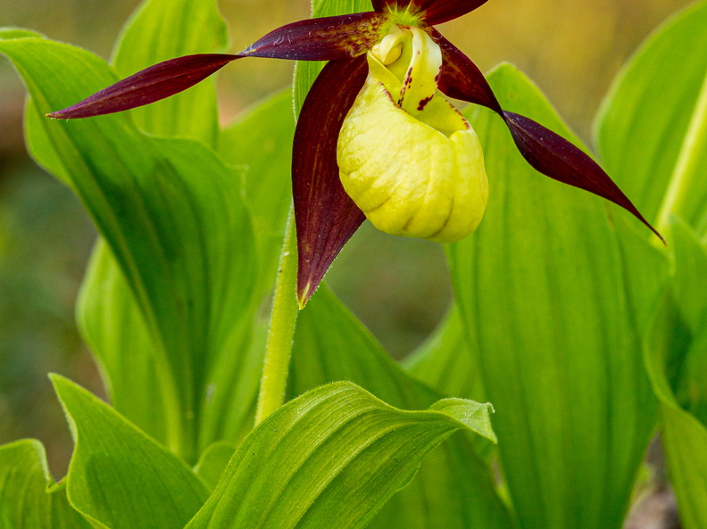 Kaunis kuldking (Cypripedium calceolus)