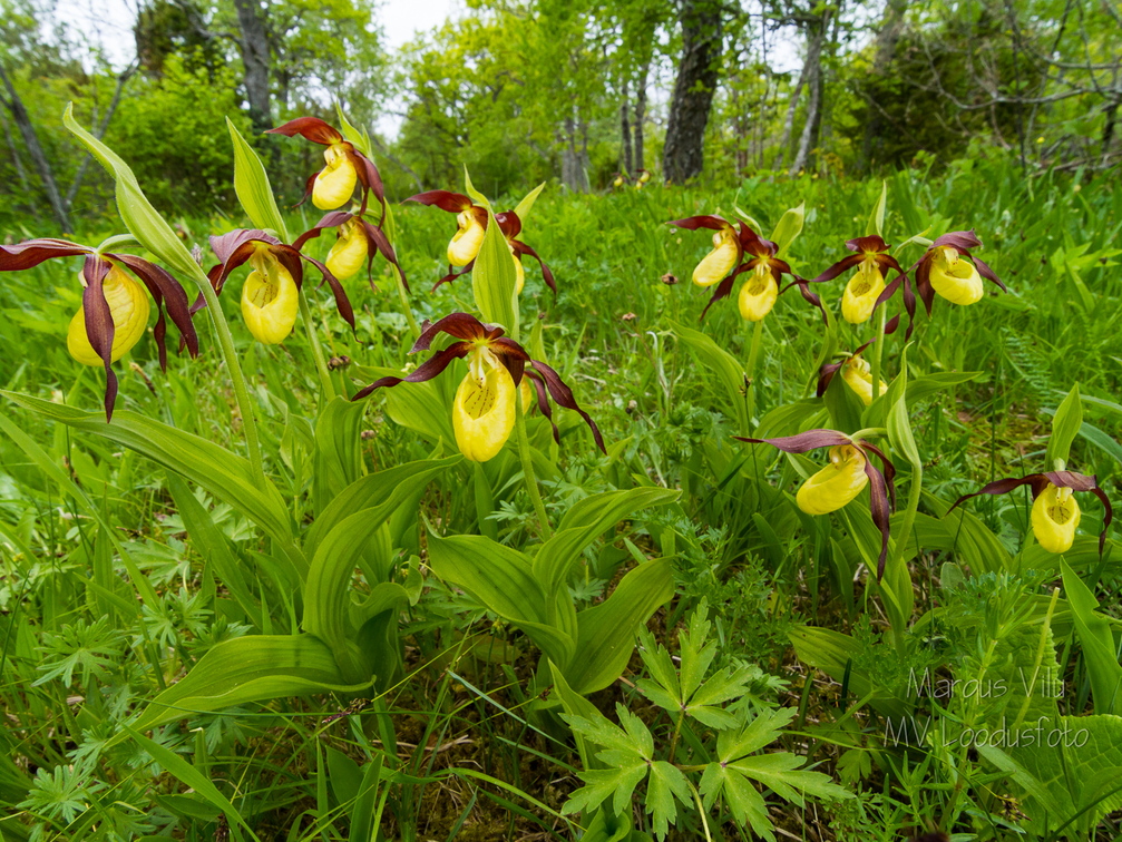 Kaunis kuldking (Cypripedium calceolus)