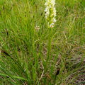 Kollakas sõrmkäpp (Dactylorhiza incarnata subsp. ochroleuca)
