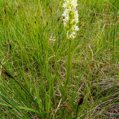 Kollakas sõrmkäpp (Dactylorhiza incarnata subsp. ochroleuca)