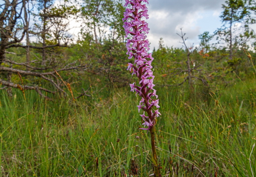 Harilik käoraamat (Gymnadenia conopsea)