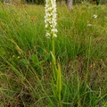 Kollakas sõrmkäpp (Dactylorhiza incarnata subsp. ochroleuca)