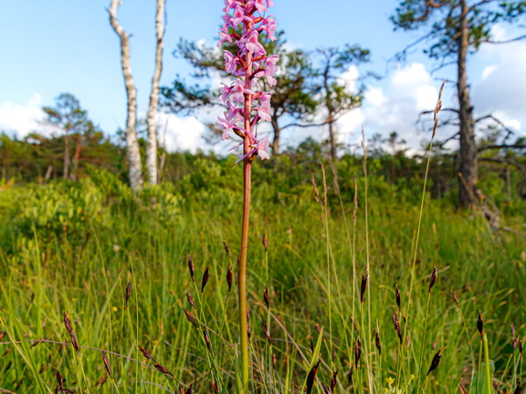 Harilik käoraamat (Gymnadenia conopsea)