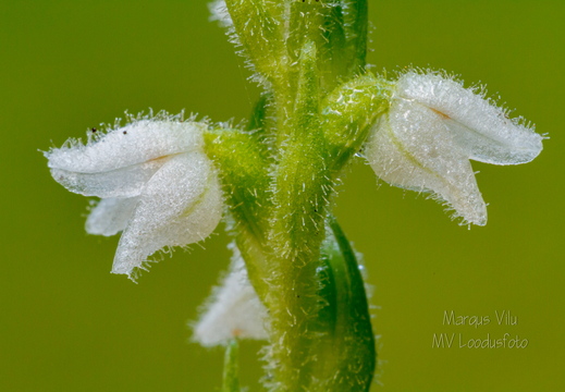 Roomav öövilge (Goodyera repens)