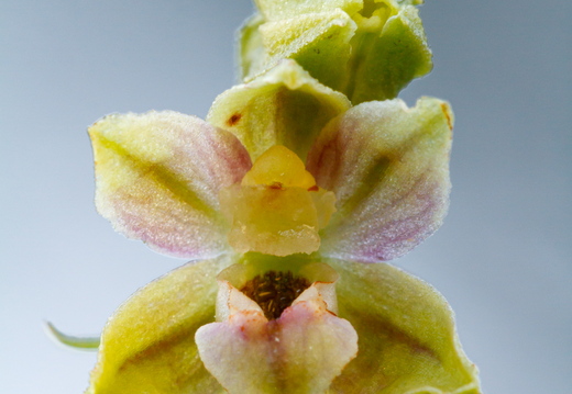 Soo-neiuvaip (Epipactis palustris)