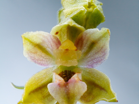 Soo-neiuvaip (Epipactis palustris)