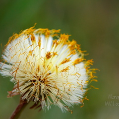 TUSSILAGO FARFARA ehk paiseleht. Seemend