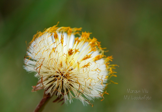 TUSSILAGO FARFARA ehk paiseleht. Seemend
