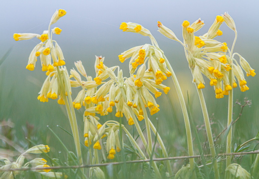 Nurmenukk ehk kanavarvas